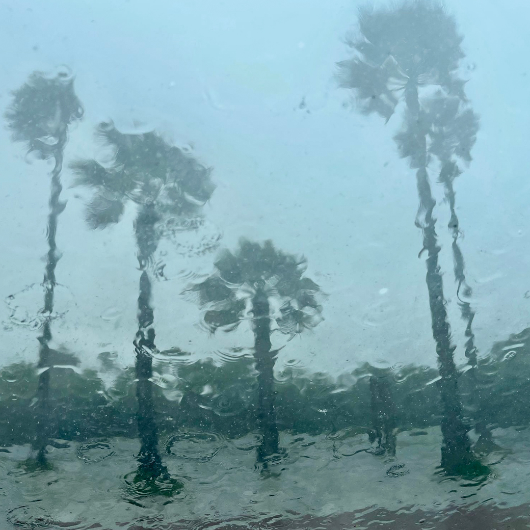 Palmen im Regen